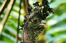 Full Day Tour Corcovado National Park.