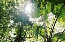 Cloud Forest Sanctuary Jungle Tour