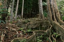 Cloud Forest Sanctuary Jungle Tour