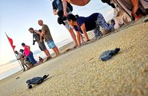 Olive Ridley Turtle Release Experience