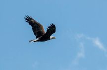 See Crystal River - National Wildlife Refuge Sightseeing Cruise