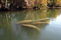 See Crystal River - Mantee & Wildlife Viewing Cruise