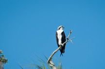 See Crystal River - National Wildlife Refuge Sightseeing Cruise