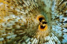 [GROUP] SCUBA DIVING for Certified Divers in Phu Quoc Island
