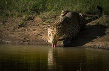 Day Excursion to Yala National Park From Colombo