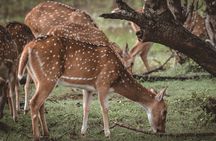 Day Excursion to Yala National Park From Colombo