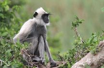 Day Excursion to Yala National Park From Colombo