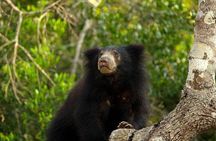 Day Excursion to Yala National Park From Colombo