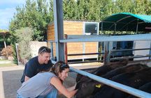 Paestum Traditions, Buffaloes, Ceramics, Temples