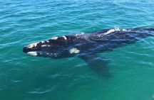 Shark Cage Diving and Whale Watching Combo Experience in Gansbaai