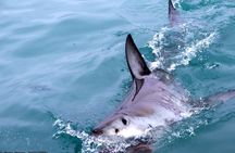 Shark Cage Diving and Whale Watching Combo Experience in Gansbaai