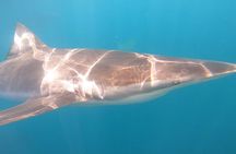 Shark Cage Diving and Whale Watching Combo Experience in Gansbaai