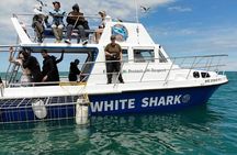 Shark Cage Diving and Whale Watching Combo Experience in Gansbaai