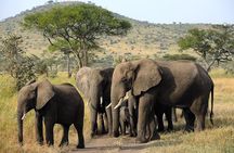 4 Days Private Camping Safari