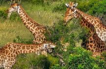 The Kruger National Park - Full Day Tour
