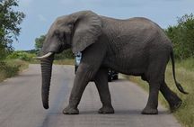 The Kruger National Park - Full Day Tour