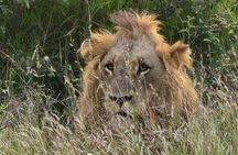 The Kruger National Park - Full Day Tour