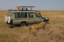Private Game Drive in Maasai Mara