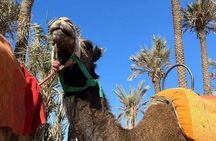 Quad ride in the Palmeraie Marrakech