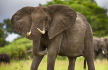 2 Days Tour From Zanzibar to Nyerere National Park (Selous GR)
