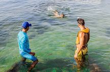 5-in-1 Cancun Adventure: Turtles, Reef, Musa, Shipwreck, Cenote
