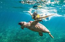 Snorkeling Tour with Turtles and Stingrays Puerto Morelos
