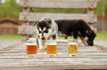 1.5-Hour Beer and Puppies Guided Experience in Fairbanks