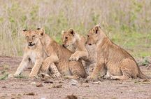 Early Morning Nairobi Park Safari and Giraffe Centre Tour.
