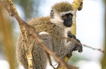 Early Morning Nairobi Park Safari and Giraffe Centre Tour.