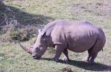 Olpejeta Lake Nakuru & Masai Mara 5 days and 4 nights.