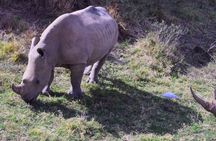 Olpejeta Lake Nakuru & Masai Mara 5 days and 4 nights.