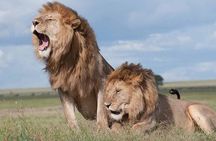 Nairobi National Park half-Day Tour; Free wifi Connection