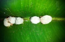 Sarapiqui Rainforest Night Walk : Wildlife & Adventure.