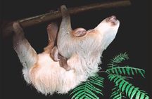 Sarapiqui Rainforest Night Walk : Wildlife & Adventure.