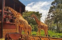 Discover Nairobi-Museum, Giraffe Centre, Bomas & Major Landmarks