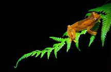 Sarapiqui Frog Experience: Night Experience in the Jungle.