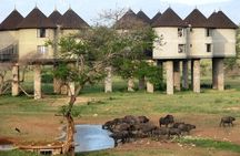 Overnight Safari To Saltlick Lodge from Mombasa