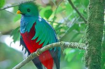 Monteverde Cloud Forest Nature Tour