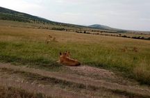 6 Days Private Tour in Wildebeest Migration Safaris 