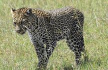 6 Days Private Tour in Wildebeest Migration Safaris 
