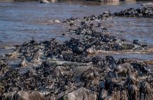 6 Days Private Tour in Wildebeest Migration Safaris 