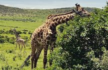 6 Days Private Tour in Wildebeest Migration Safaris 