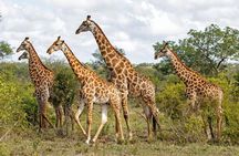 Full Day Tala Game Reserve and Natal Lion Park from Durban