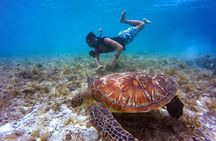 Swim & Reef Snorkeling Bonaire