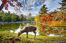 Private Tour Kyoto-Nara w/Hotel Pick Up & Drop off from Kyoto