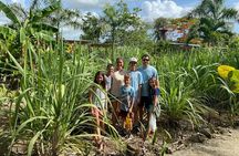 Shared Half-Day Tour in Punta Cana with Local Guide
