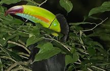 Monteverde Tropical Forest Night Tour 