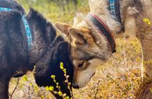 Meet Taivas & the Arctic Wolves - Private Tour