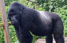 5 Days Uganda Primate And Gorilla Trekking Luxury Safari