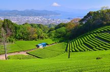 Private Sightseeing Tour from Shimizu Port /Small Bus 